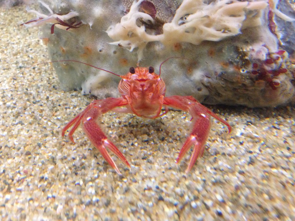 Front view of a living pelagic crab, P. planipes. 22 November 2016 © Allison J. Gong