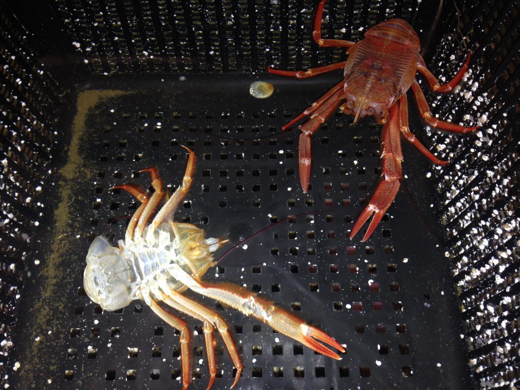 A pelagic crab (P. planipes) with its molt. Note that the molt has only one cheliped, while the crab itself has two. 22 November 2016 © Allison J. Gong