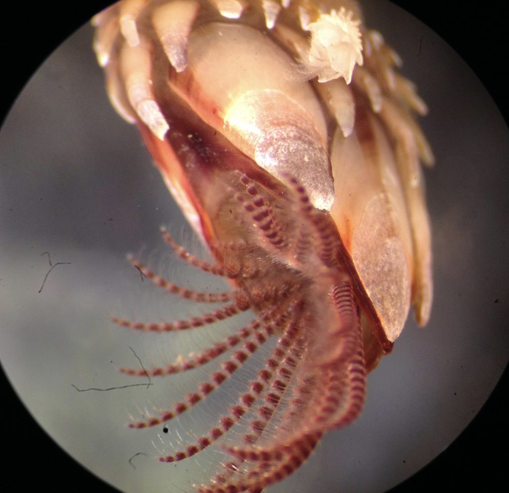 Close-up view of a leaf barnacle (Pollicipes polymerus). 5 December 2016 © Allison J. Gong