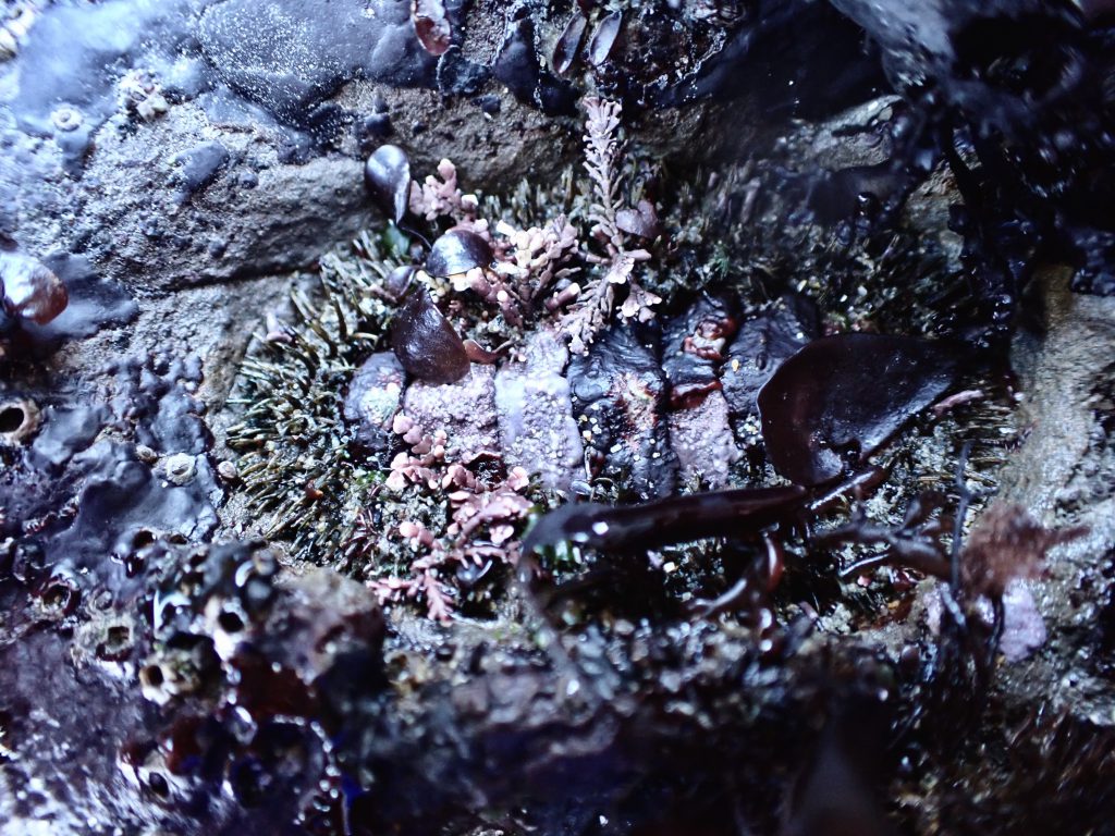 A chiton (Mopalia muscosa), heavily encrusted with a variety of red algae, at Whaler's Cove.