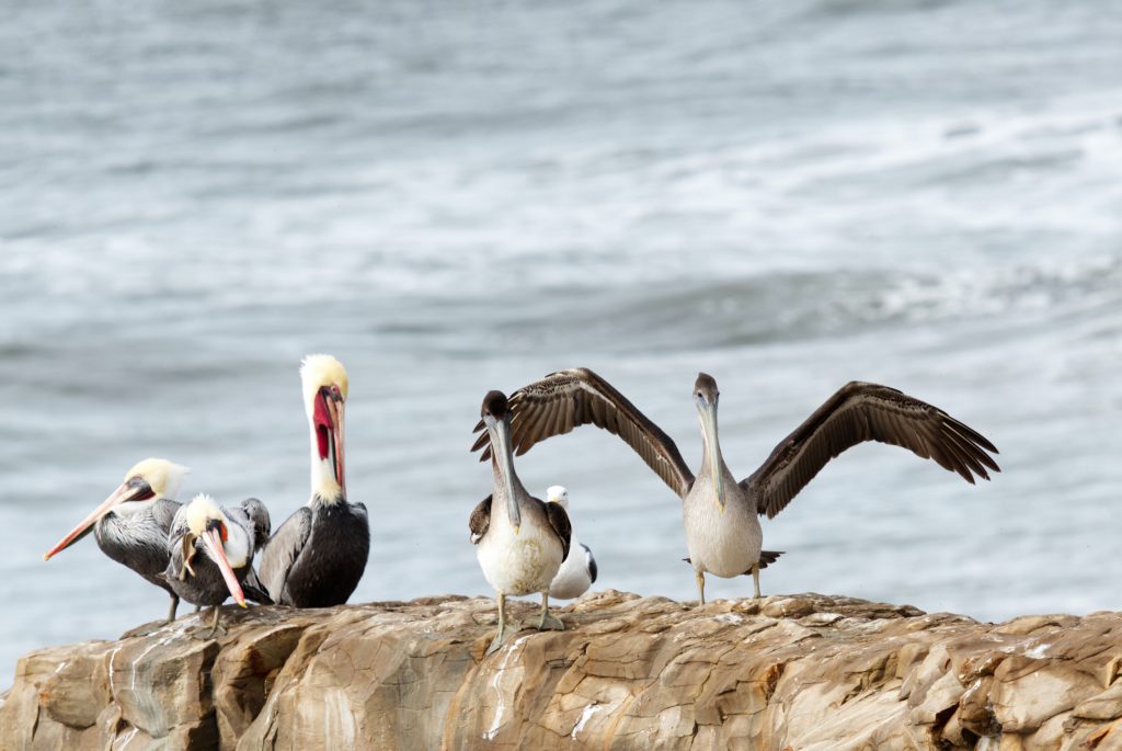 Four brown pelicans (Pelecanus occidentalis) on a rock. A subadult pelican is coming in for a landing.