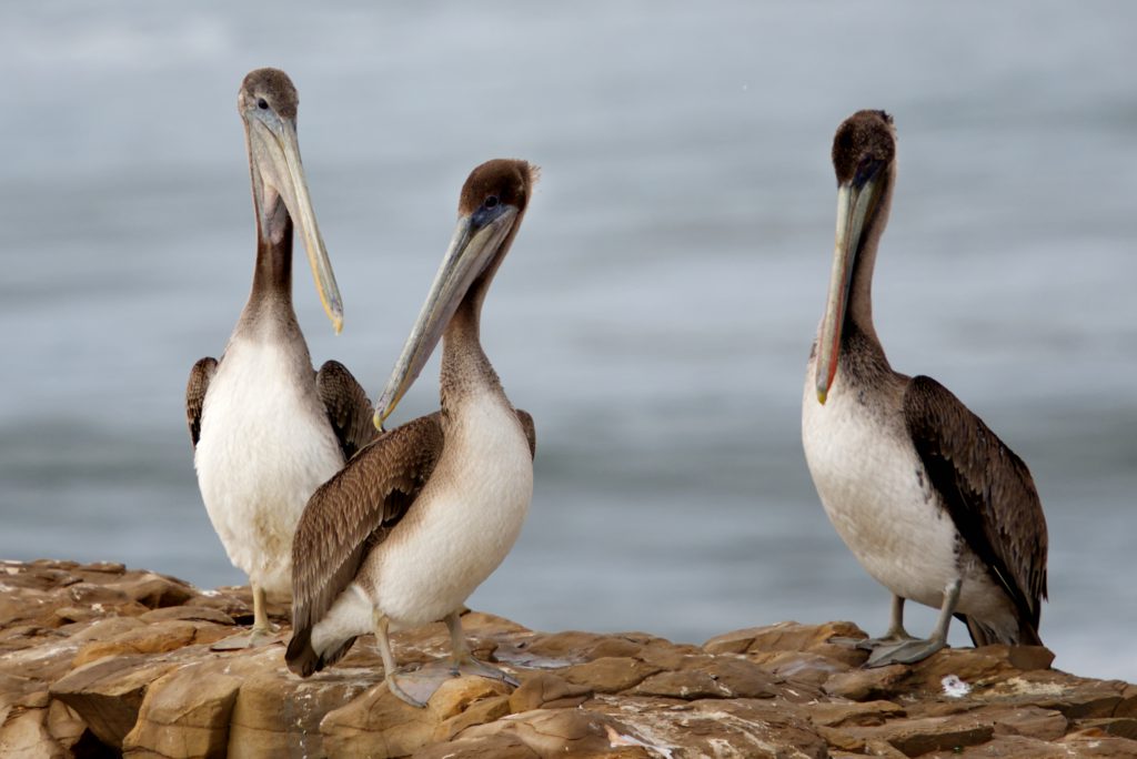 Three subadult brown pelicans (Pelecanus occidentalis) perched on a rock