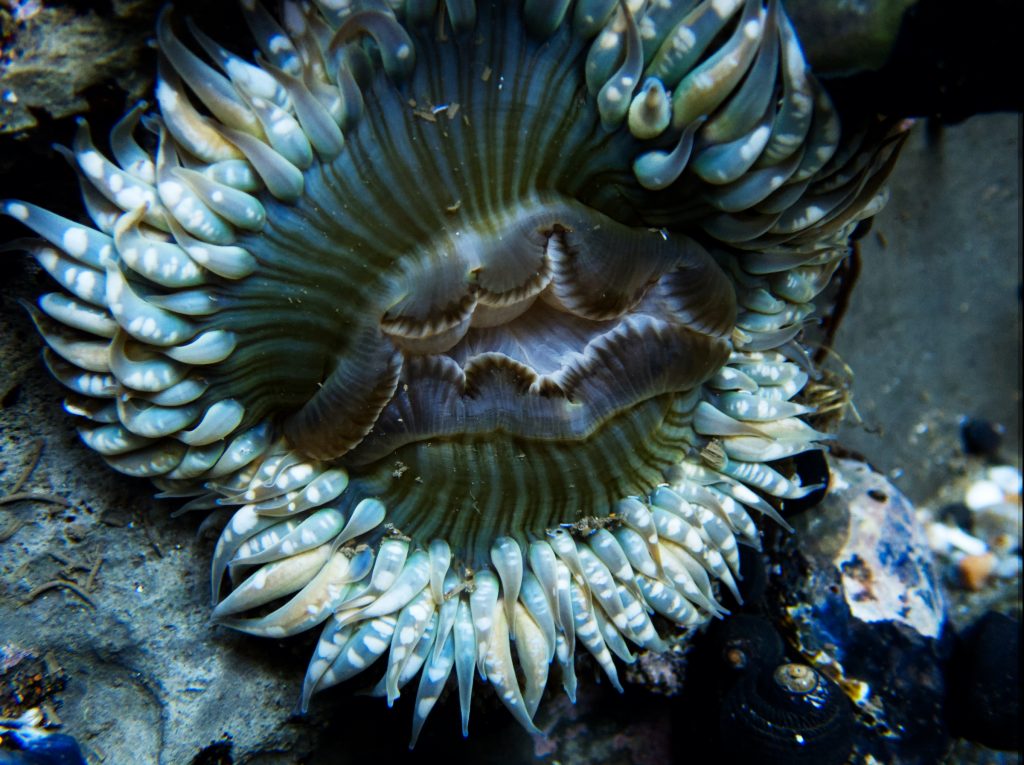 The many faces of anemones – Notes from a California naturalist