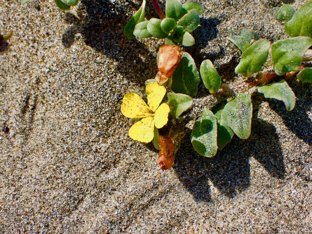 Photograph of the beach suncup (Camissoniopsis cheiranthifolia) at Waddell Beach.