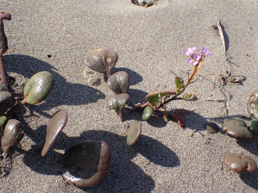 Photograph of the succulent plant, European sea rocket (Cakile maritima) at Waddell Beach.