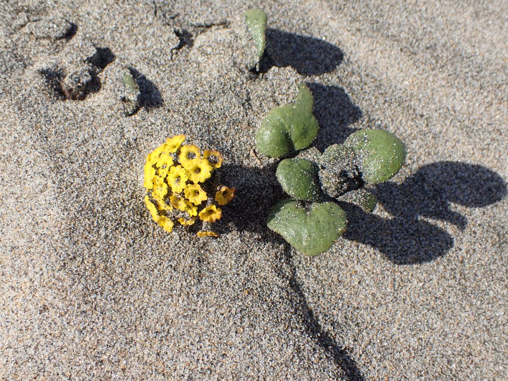 Photograph of yellow sand verbena (Abronia latifolia) at Waddell Beach.