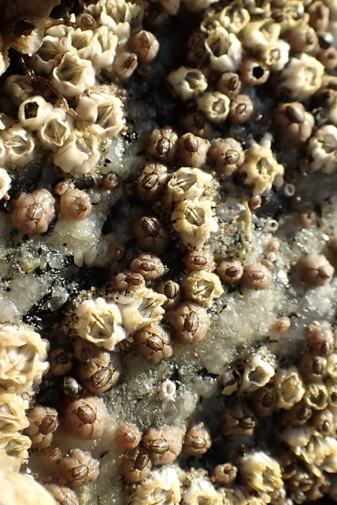 Mixed assemblage of Balanus and Chthamalus barnacles at Mitchell's Cove