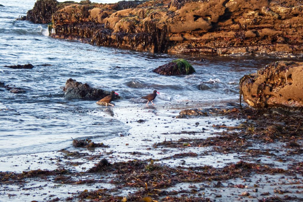 Pair of black oystercatchers (Haematopous bachmani) at Mitchell's Cove