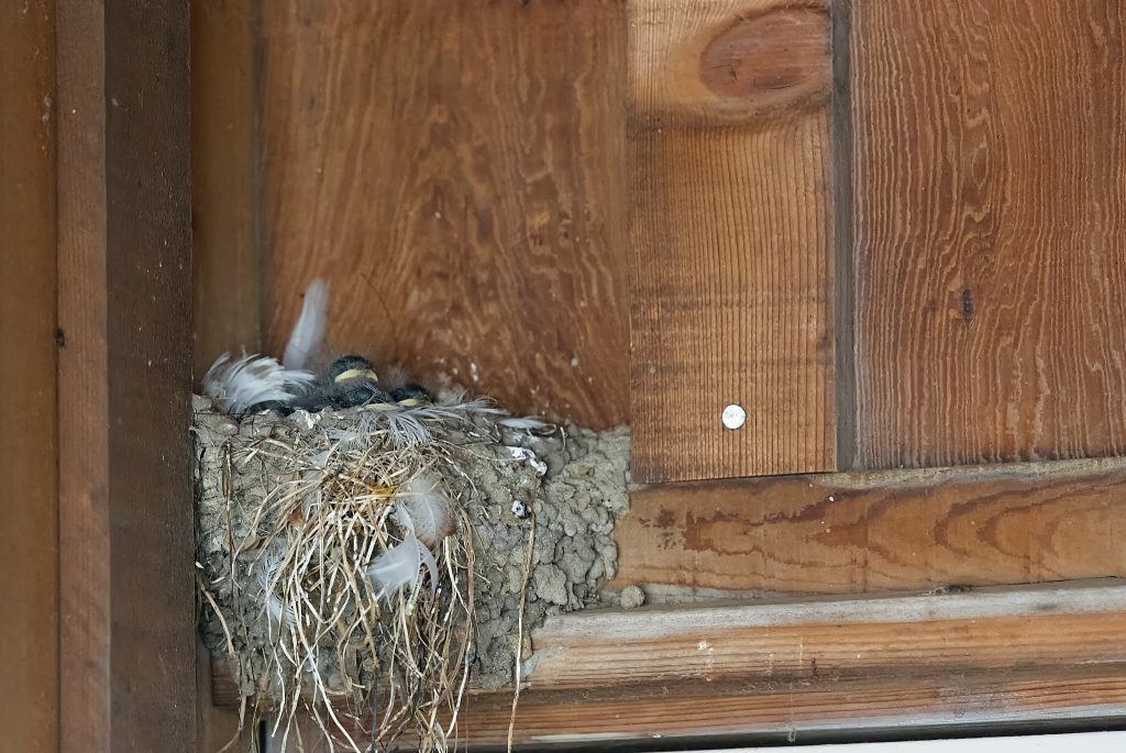 Trio of baby barn swallows in nest