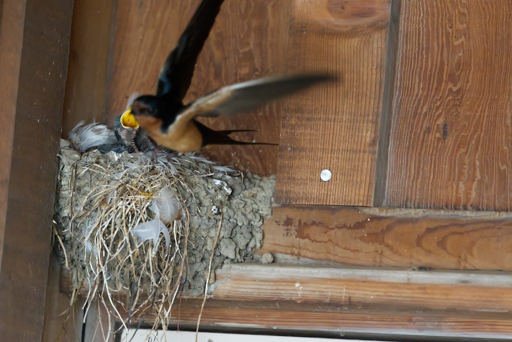 Parent barn swallow leaving nest containing nestlings