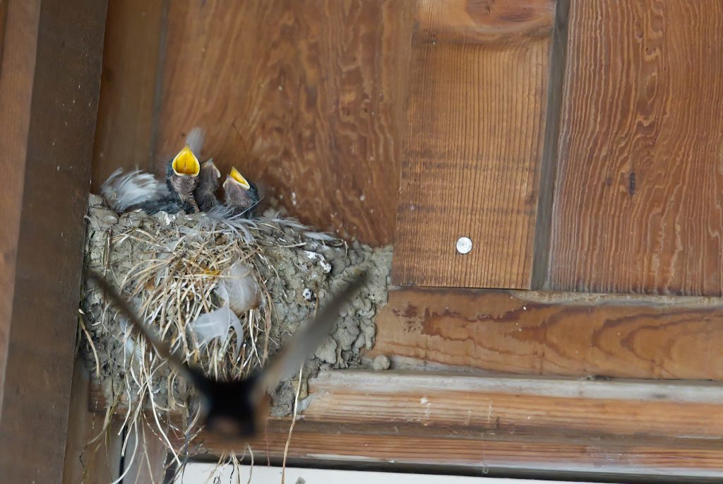 Three nestling barn swallows showing yellow gapes