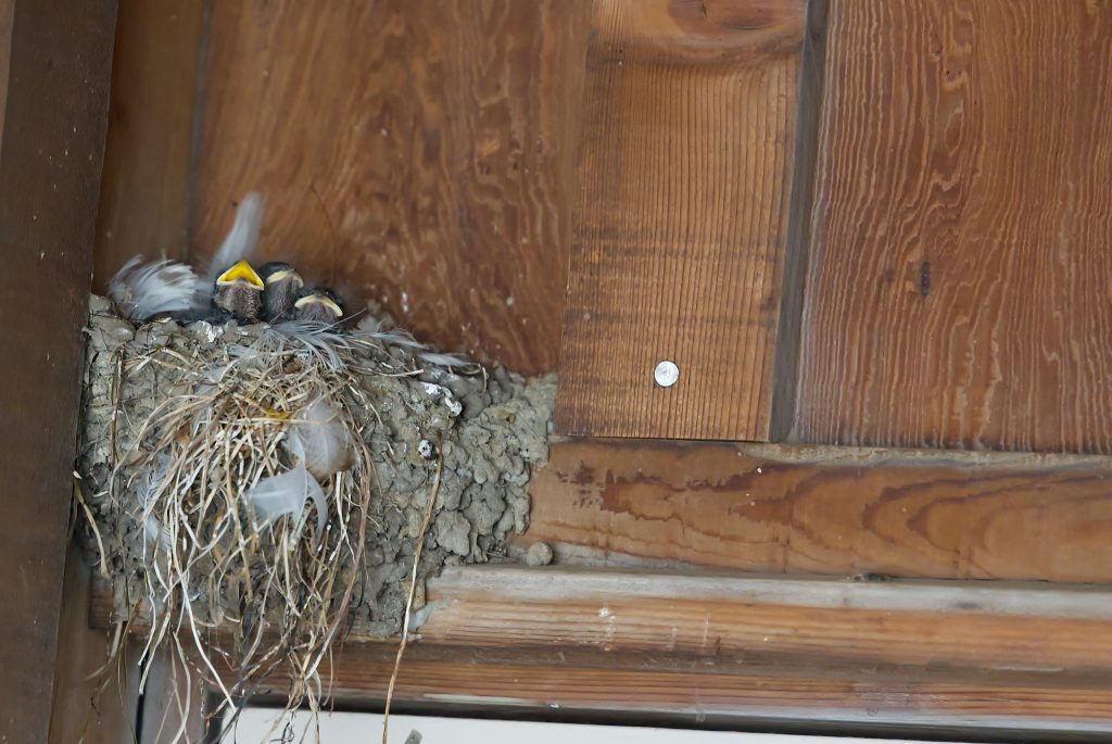 Three nestling barn swallows