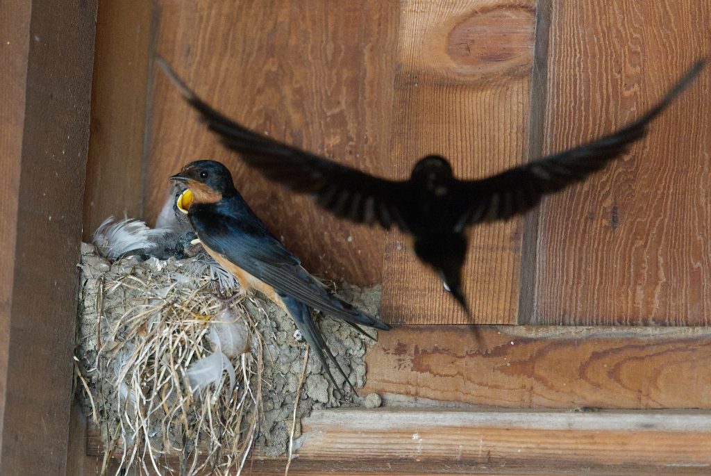 Parent barn swallows return to the nest