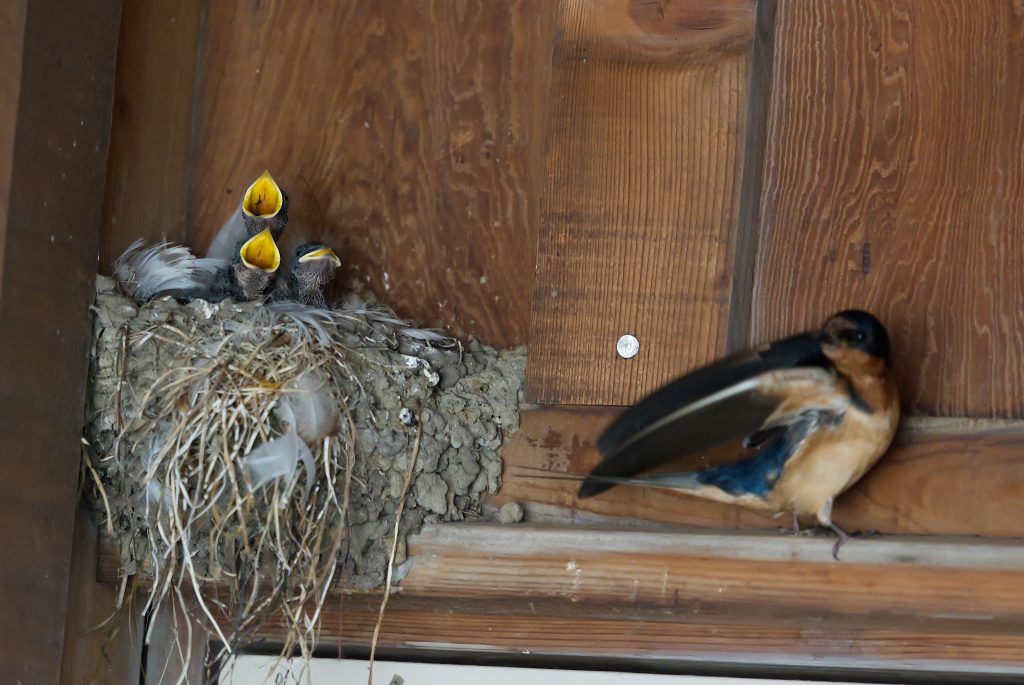 Three nestling barn swallows and one parent