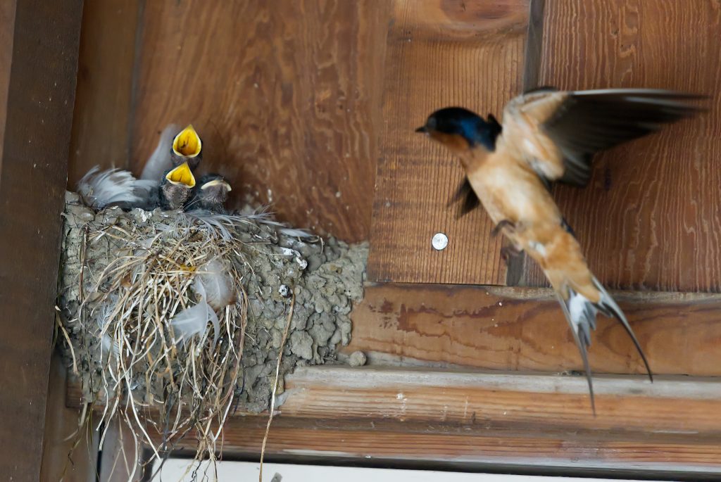 Three nestling barn swallows, and second parent flying towards nest