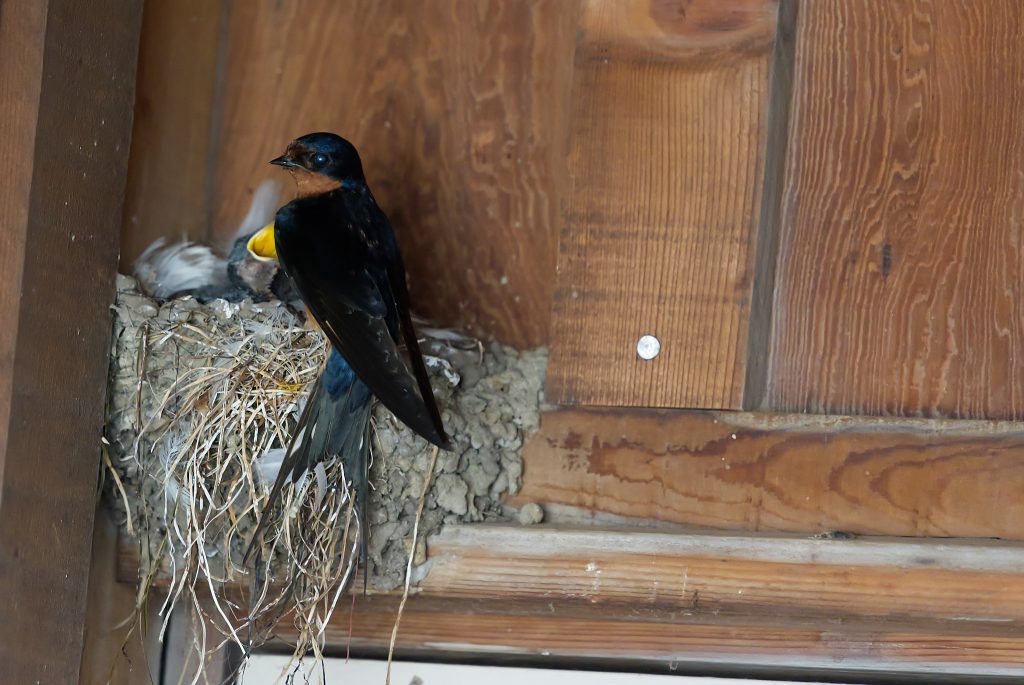 Parent barn swallow on nest containing nestlings