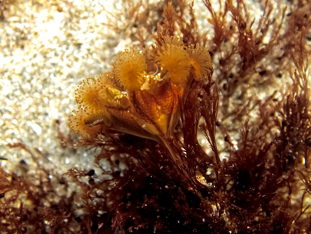 Staurozoan (Haliclystus 'sanjuanensis)