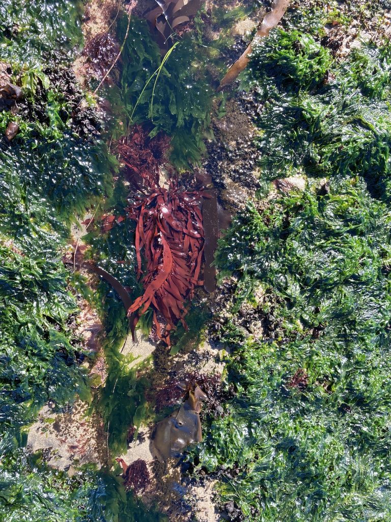 Assemblage of algae in the intertidal