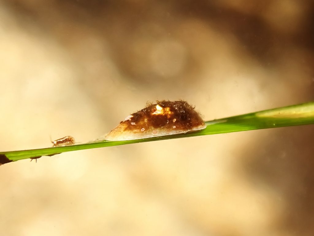 Lateral view of surfgrass limpet on leaf of surfgrass