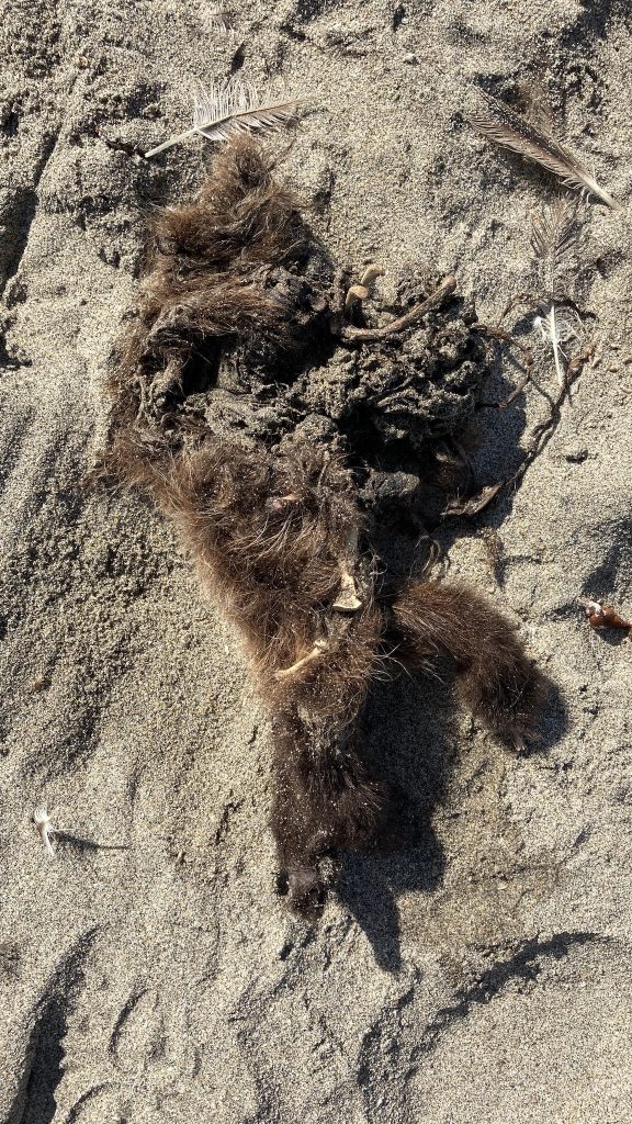 Dead sea otter pup on the beach