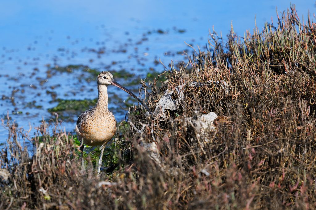 Long-billed curlew (Numenius americanus) in salt marsh