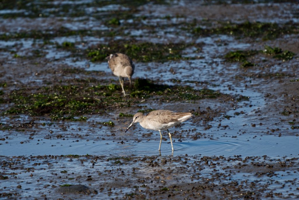 Willets in marsh at low tide