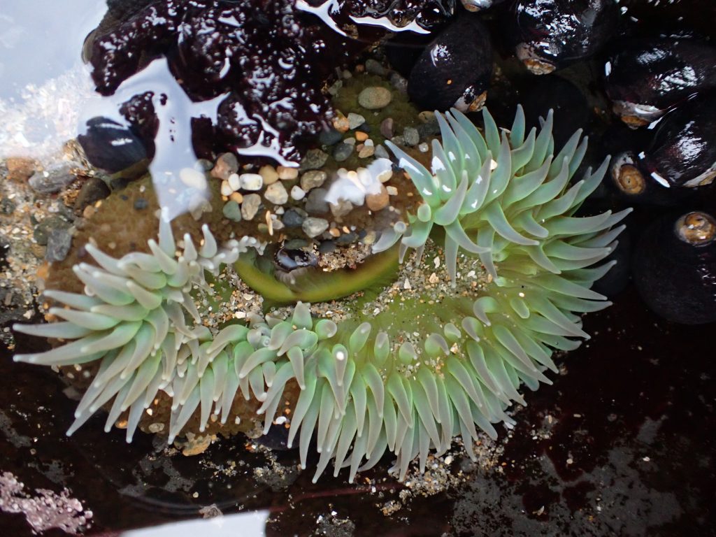 Giant green anemone in tidepool