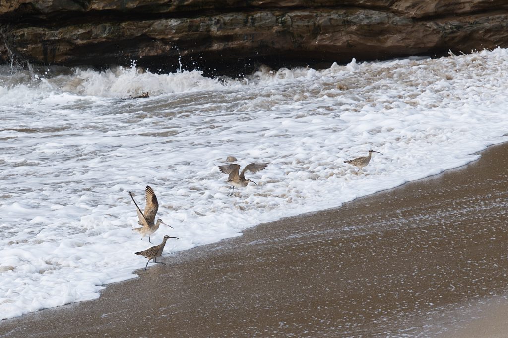 Whimbrels and marbled godwits in the surf zone at Younger Lagoon