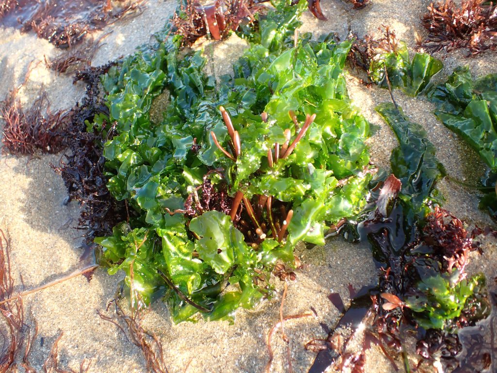 Bright green sea lettuce growing with red algae 