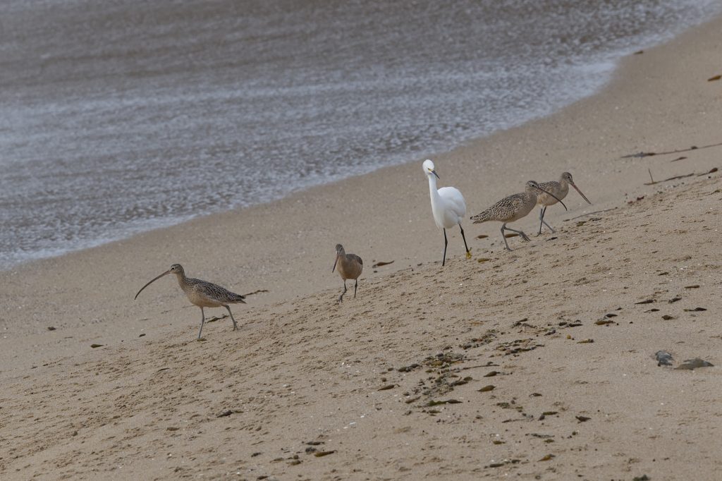 Long-billed curlews, snowy egret, and marbled godwit on the beach at Younger Lagoon