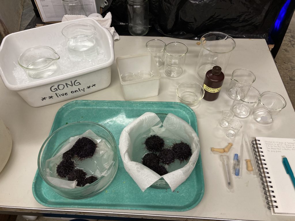 Equipment and glassware used to spawn sea urchins