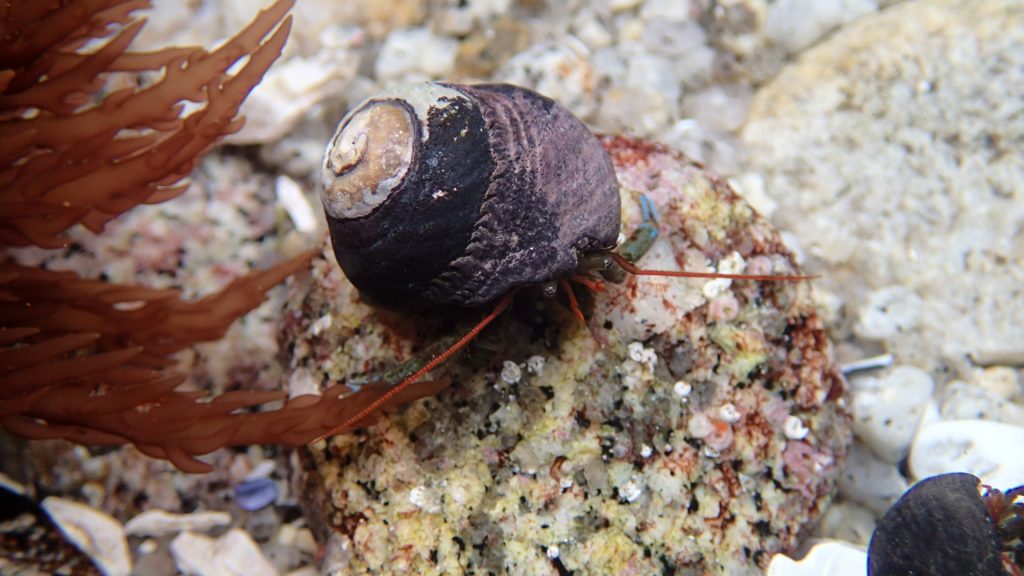 Hermit crab in black turban snail shell