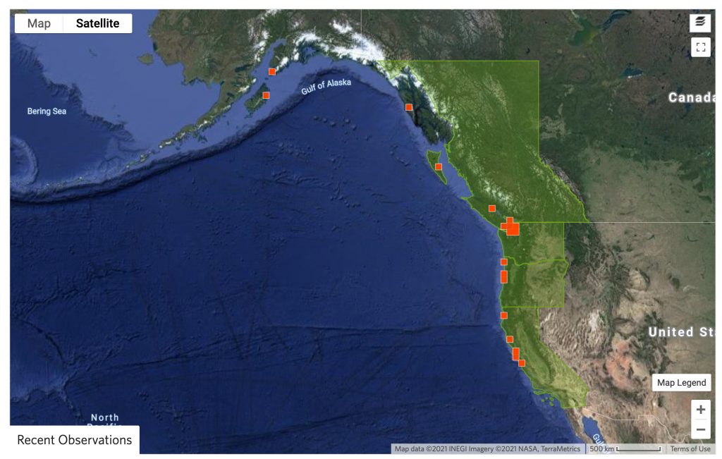 Map of northeast Pacific coast, showing sighting of tidepool snailfish recoreded in iNaturalist