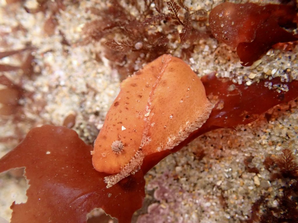 Orange fish with large head and tail wrapped around the body