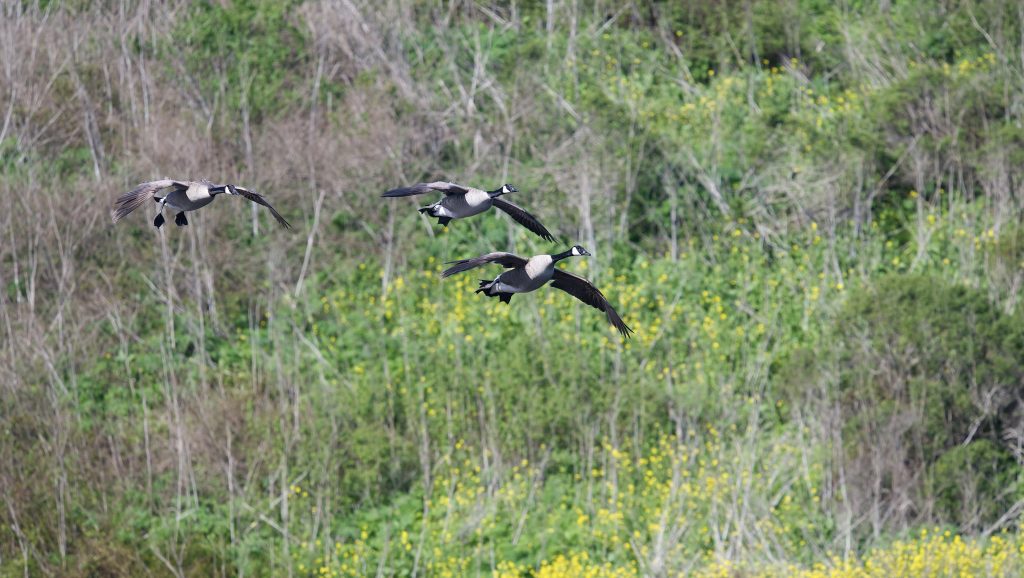 Three Canada geese in flight