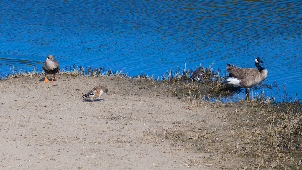 Greater white-fronted goose, American wigeon, and Canada goose