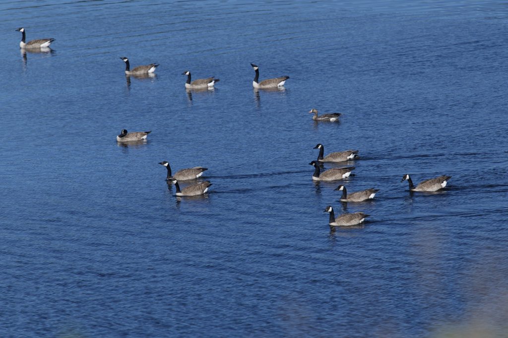 Gaggle of 12 Canada geese and one greater white-fronted goose swimming in Younger Lagoon