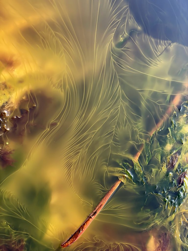 Yellow streams of algal spawn in a shallow tidepool