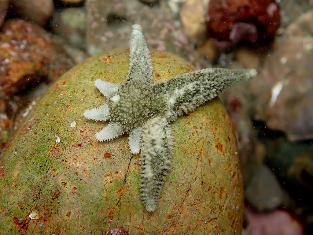 Sea star with 3 arms and regenerating 4 arms