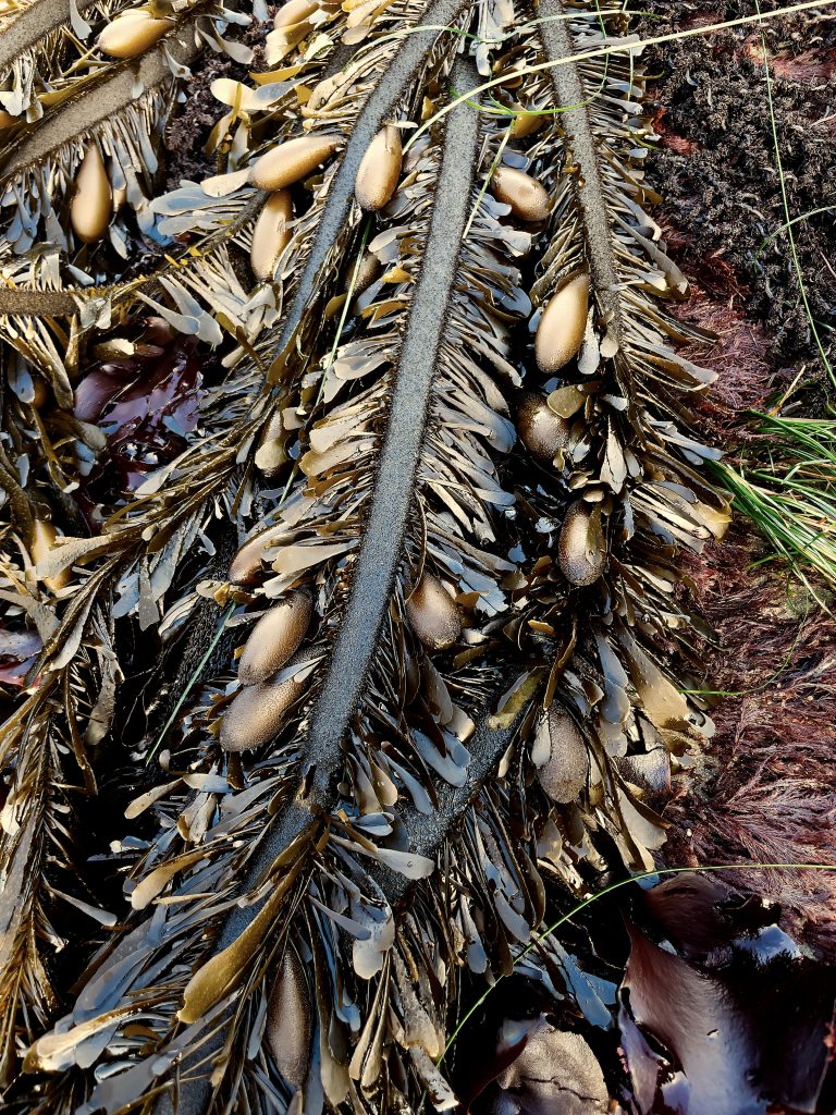 Fronds of feather boa kelp