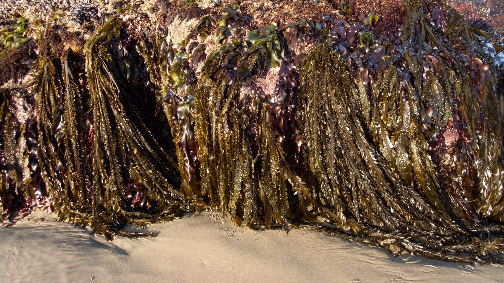 Large stand of feather boa kelp hanging down from rocks in the mid-tidal zone