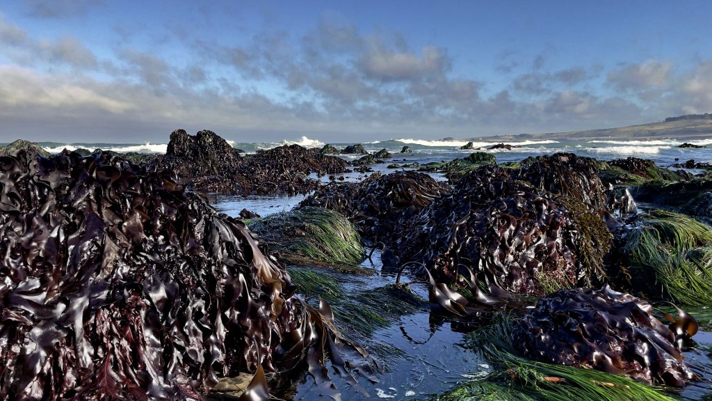 Intertidal rocks covered with algae and surfgrass