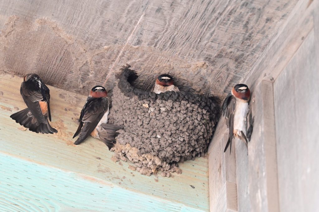 Four cliff swallows building mud nests on wooden walls