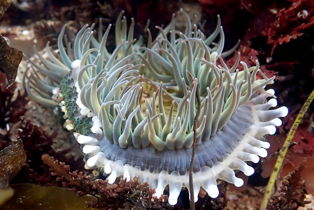 Pale green sea anemone with slender feeding tentacles surrounding the oral disc. Below the ring of feeding tentacles there is a ring of thick club-shaped tentacles used for fighting.