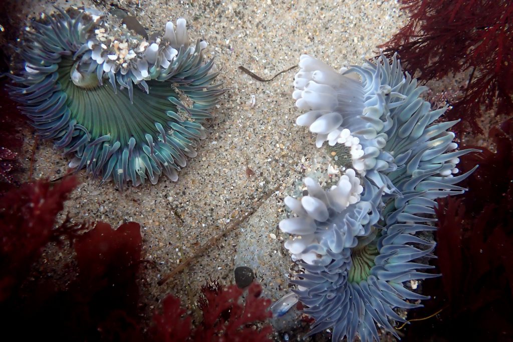 Two pale green sea anemones with slender feeding tentacles surrounding the oral disc.The anemone on the right has inflated fighting tentacles. The animal on the left has fewer inflated fighting tentacles.