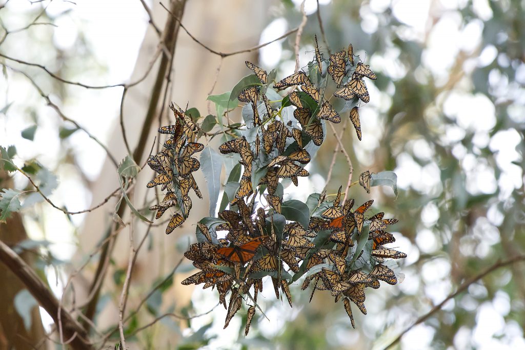 Monarch butterflies clustered in eucalyptus tree