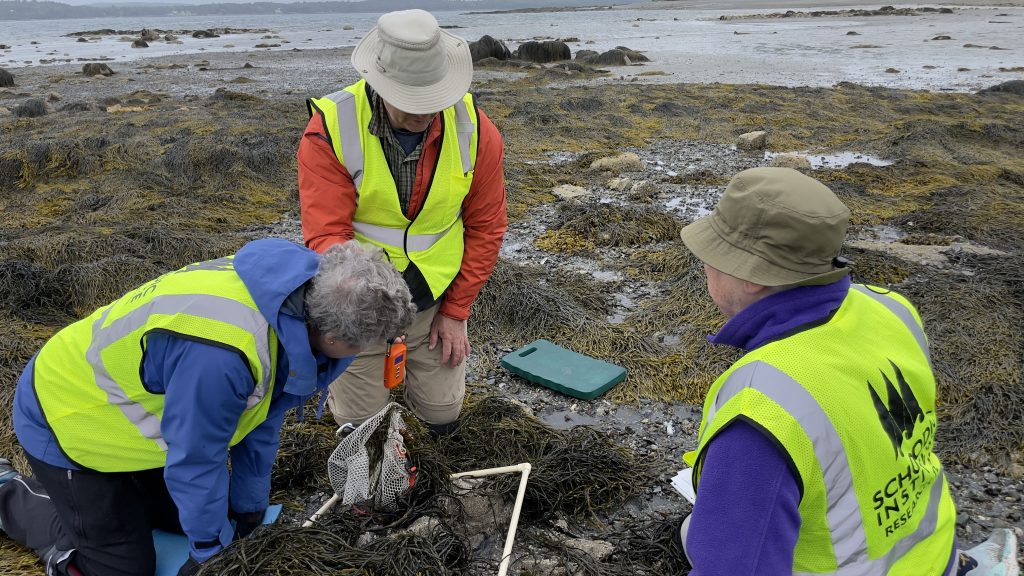 Three people wearing yellow high-visibility vests kneeling among algae in the intertidal