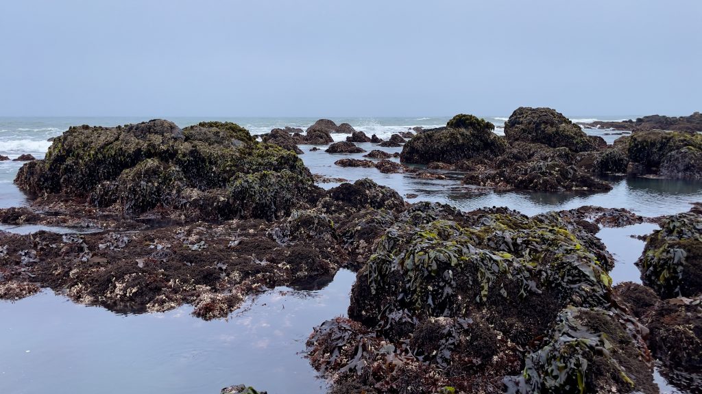 Ocean and seaweed-covered rocks