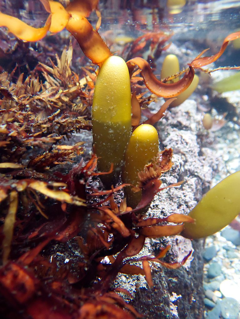 Two elongate olive-green bladders, filled about 2/3 with water, submerged in a tidepool