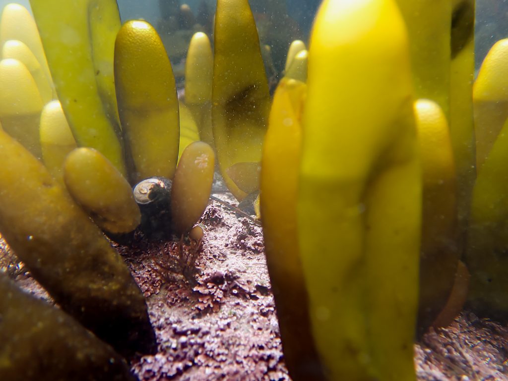 Olive-green towers rising from a carpet of pink algae. A black snail is nestled between a trio of the towers.